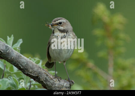 Pettazzurro (Luscinia svecica) femmina con il cibo nel suo becco, arroccato in Willow Tree, in Jotunheimen, Norvegia Foto Stock