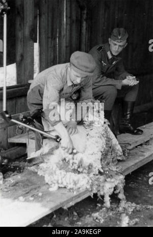 Un pastore cesoia una pecora accanto a un soldato tedesco, Italia Foto Stock