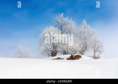 Tees in brina su una coperta di neve prato. fantastico paesaggio invernale in una nebbiosa mattina meteo con cielo blu. minimalismo concetto nella fiaba landsc Foto Stock