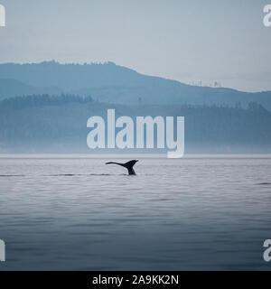 Canada, British Columbia. Humpback Whale tail in Victoria Foto Stock