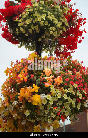 Hanging basket amenità plantings accuratamente con colori coordinati - surfinia Petunia 'giallo sogno", Verbena - bianco, Diascea -Salmone, Begonia - rosso Foto Stock