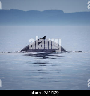 Canada, British Columbia. Humpback Whale la colonna vertebrale e la coda in Victoria Foto Stock