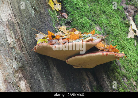 Fistulina hepatica, noto come bistecca di manzo fungo, bistecca di manzo polypore, ox linguettone o linguettone fungo cresce su oak in Finlandia Foto Stock