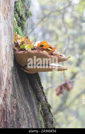 Fistulina hepatica, noto come bistecca di manzo fungo, bistecca di manzo polypore, ox linguettone o linguettone fungo cresce su oak in Finlandia Foto Stock