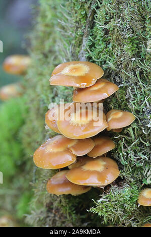 Kuehneromyces mutabilis (sinonimo: Pholiota mutabilis), noto come woodtuft inguainato, selvatici funghi commestibili dalla Finlandia Foto Stock