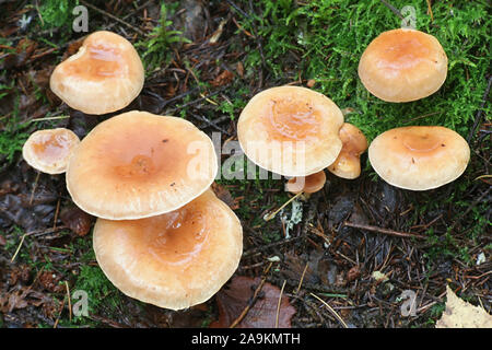 Lepista inversa, noto come imbuto Tawny di funghi selvatici dalla Finlandia Foto Stock