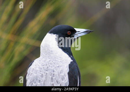 Gazza Closeup occhi e becco e piume in Sud Australia Foto Stock