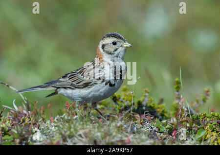 Bunting Lapponia (Calcarius lapponicus) alimentazione sulla tundra vegetazione, Børgefjell, Norvegia Foto Stock