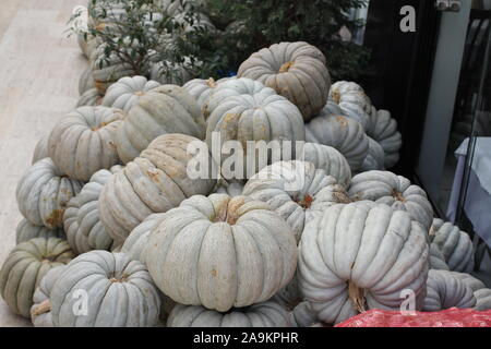 Montagna di zucche. Un sacco di grandi zucche. Un mazzetto di zucca. Primo piano della bella bianco fantasma zucche. Preparazione per la Festa di halloween Foto Stock