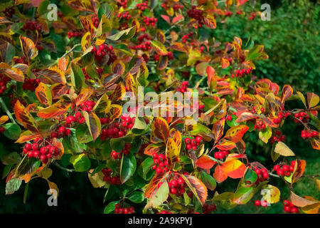 Crataegus persimilis 'Prunifolia degli azionisti in autunno Foto Stock