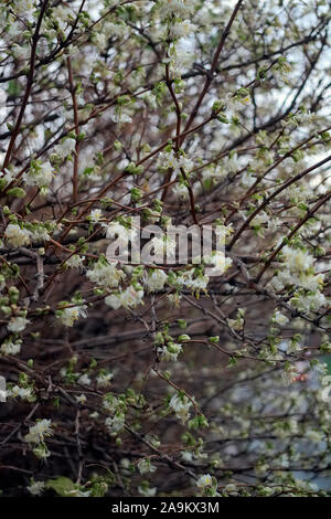 Lonicera x purpusii durante il mese di gennaio Foto Stock