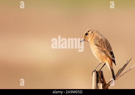 Un siberiano stonechat su un arbusto guardando curiosamente Foto Stock