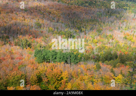 Conifere Misto bosco di latifoglie, tardo autunno, Mistero Lookout, Minnesota, Dominique Braud/Dembinsky Foto Assoc Foto Stock