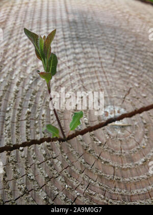 Un incrinato, scartato anello ad albero. Un caprifoglio shoot trova la sua strada attraverso la fessura. Foto Stock