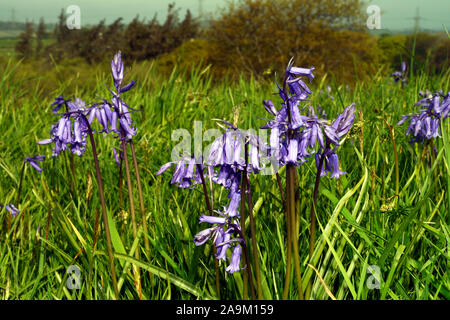 Hyacinthoides non scripta (bluebell) trovato in Atlantico europeo aree da nord-ovest della Spagna alle isole Britanniche associato con antichi boschi. Foto Stock