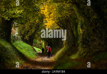 Chichester Regno Unito 16 novembre 2019 - Walkers godetevi i colori dell'autunno al famoso Halnaker tunnel di alberi nelle vicinanze del Chichester su un ottuso ma asciutto nel pomeriggio in West Sussex . Ulteriori perturbazioni atmosferiche con heavy rain è previsto per alcune parti della Gran Bretagna nei prossimi giorni : credito Simon Dack / Alamy Live News Foto Stock