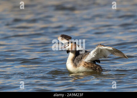 Primo piano di uccelli acquatici selvatici, grebred, nel Regno Unito (Podiceps cristatus) isolati all'aperto nel lago d'acqua dolce del Regno Unito, ali sparse in alto. Foto Stock