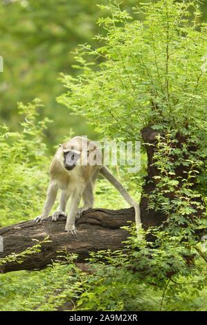 Vervet monkey su un ramo Foto Stock