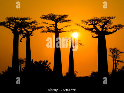 Tramonto mozzafiato al di sopra di Baobab Avenue, Morondava, Madagascar Foto Stock