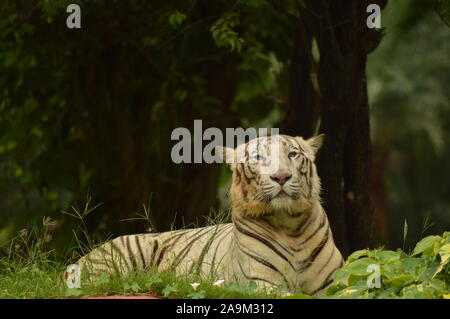 Tigre bianca nello zoo di Hyderabad Foto Stock