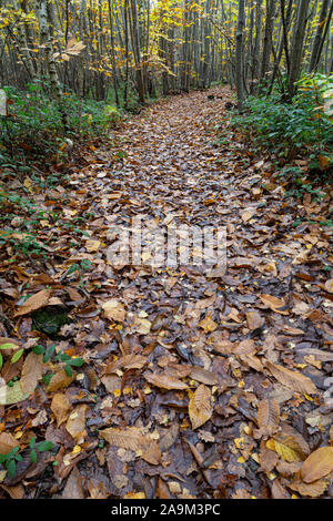 In autunno il percorso attraverso boschi coperti di foglie. Foto Stock