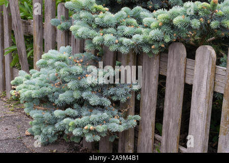 Picea pungens 'Glauca Prostrata' (spandimento o strisciante dwarf Colorado abete) crescendo attraverso una recinzione di legno in un giardino urbano. Bella blu argento Foto Stock