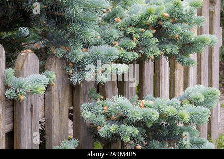 In prossimità di una spalmatura o strisciante dwarf Colorado Abete (Picea pungens 'Glauca Prostrata' ) crescente attraverso una recinzione di legno in un giardino urbano Foto Stock