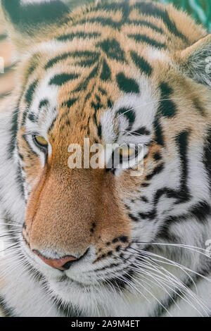 Tigre Siberiana, (Panthera tigris altaica), ritratto di testa Foto Stock