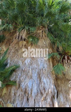 Marcescent fronde della California fan di palma e Washingtonia filifera a pioppi neri americani la molla di Joshua Tree National Park in Colorado deserto. Foto Stock