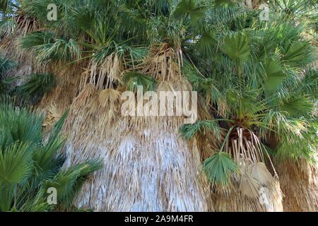 Marcescent fronde della California fan di palma e Washingtonia filifera a pioppi neri americani la molla di Joshua Tree National Park in Colorado deserto. Foto Stock