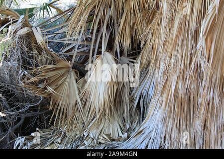 Marcescent fronde della California fan di palma e Washingtonia filifera a pioppi neri americani la molla di Joshua Tree National Park in Colorado deserto. Foto Stock