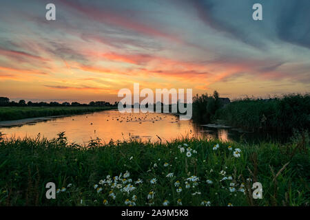 Fiori selvaggi e bellissimi colori nel cielo sopra un lago in Olanda Foto Stock