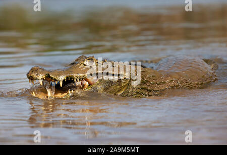 Close up di un caimano Yacare (yacare Caimano) mangia piranha, Sud Pantanal, Brasile. Foto Stock