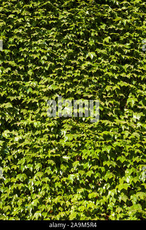 Verde parete di Edera texture. Una parete piana coperta di edera fornendo un frame completo natura di sfondo texture. Foto Stock