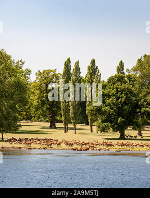 Cervi nella campagna inglese. Un rurale scena inglese su una luminosa giornata d'estate con cervi selvatici il roaming su pascoli da un lago. Foto Stock