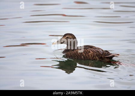 Eider comune, Somateria mollissima, Singolo maschio adulto in Eclipse il nuoto. Northumberland, Regno Unito. Foto Stock