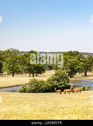 Il Deer Park; Inghilterra rurale in estate. Un rurale scena inglese su una luminosa giornata d'estate con cervi selvatici il roaming su pascoli da un lago. Foto Stock