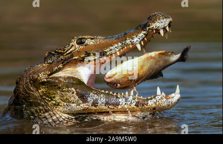 Close up di un caimano Yacare (yacare Caimano) mangia piranha, Sud Pantanal, Brasile. Foto Stock
