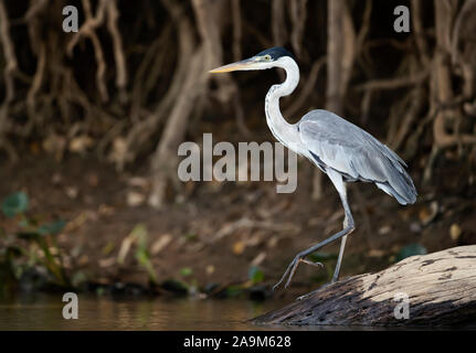 Close up di un airone Cocoi in piedi su un albero caduto, Pantanal, Brasile. Foto Stock