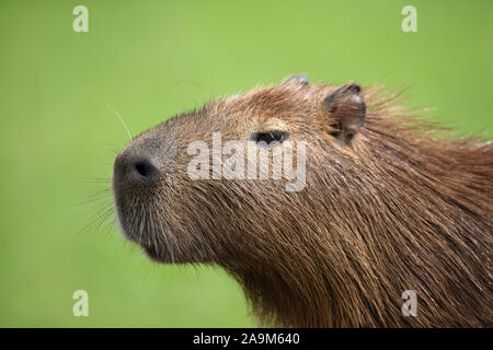 Close up capibara contro lo sfondo di colore verde, Pantanal del Nord, Brasile. Foto Stock