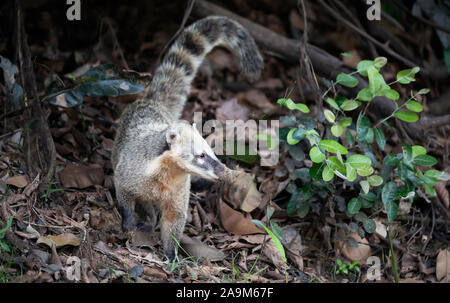 Close up of a South American coati (Nasua nasua), Pantanal, Brazil. Foto Stock