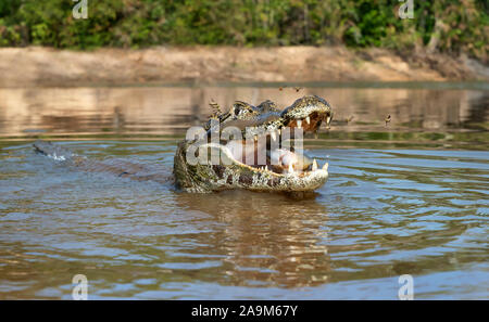 Close up di un caimano Yacare (yacare Caimano) mangia piranha, Sud Pantanal, Brasile. Foto Stock