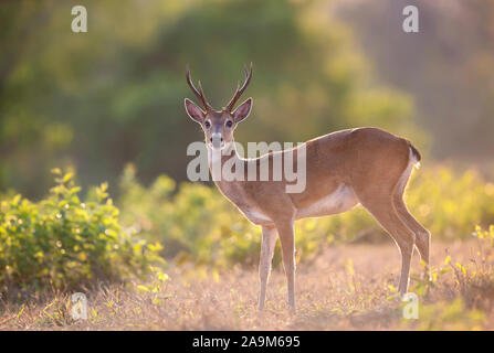 Close up di un Pampa cervi al tramonto, Pantanal, Brasile. Foto Stock