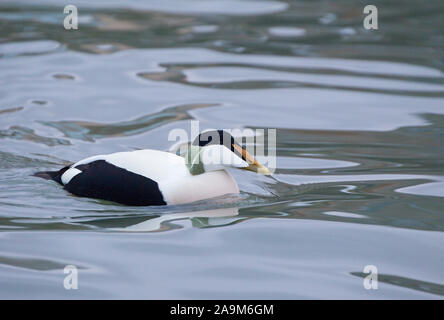 Eider comune, Somateria mollissima, singolo adulto maschio di nuoto nel porto. Seahouses, Northumberland, Regno Unito. Foto Stock