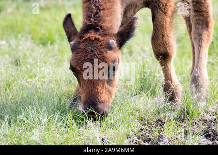 Bison pascolo di vitello in Yukon, Canada Foto Stock