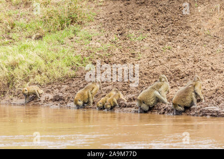 Un gruppo familiare di oliva babbuini giù la testa e bere su una riva di un fiume, formato orizzontale, Ol Pejeta Conservancy, Laikipia, Kenya, Africa Foto Stock