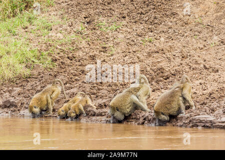 Un gruppo familiare di oliva babbuini giù la testa e bere su una riva di un fiume, formato orizzontale, Ol Pejeta Conservancy, Laikipia, Kenya, Africa Foto Stock