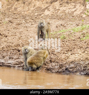 Un gruppo familiare di oliva babbuini bere su una riva di un fiume, formato quadrato, Ol Pejeta Conservancy, Laikipia, Kenya, Africa Foto Stock