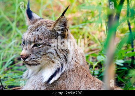 Lynx ritratto preso in Yukon, Canada. Foto Stock