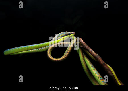 Blu, BRONZEBACK Dendrelaphis cyanochloris noto anche come parete's Bronzeback Foto Stock